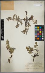 Foto von Salix arctica Pall.